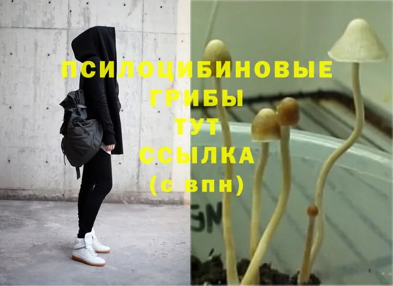 Псилоцибиновые грибы Psilocybe  Златоуст 